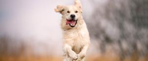 Golden Retriever en cours d'exécution