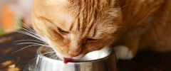 Un chat orange léchant son bol de nourriture