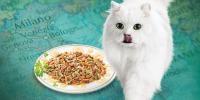 nourriture pour chat fancy feast medleys