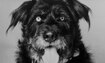Cherokee - 1985 Inductee