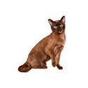 Tonkinese cat
