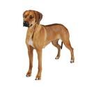 Rhodesian Ridgeback dog