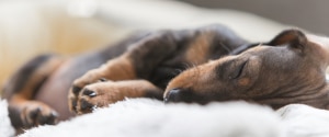 Chiot qui dort