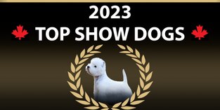 2023 top show dogs with the image of a west highland white terrier