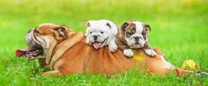 Bulldog anglais avec ses chiots