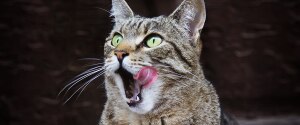 Un chat gris se lèche les lèvres