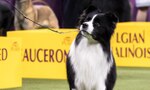 Find Your Pet’s Formula