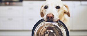 Un chien âgé pliant son bol de nourriture dans sa bouche