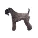 Kerry Blue Terrier dog