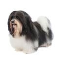Havanese dog
