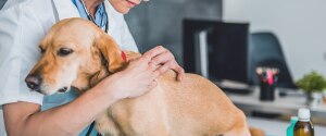 Vétérinaire enlevant une tique d'un chien