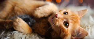 Un chaton orange jouant