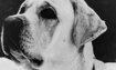 Sampson - 1998 Inductee