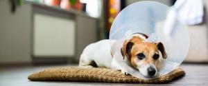 Un chien avec un cône sur la tête