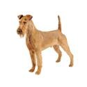 Irish Terrier dog