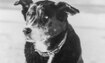 Queenie - 2002 Inductee