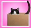 Explorer cat peeking out from a box over a pink background