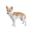 Portuguese Podengo Pequeno dog