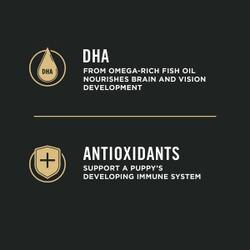 DHA and antioxidants