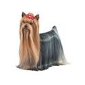 Yorkshire Terrier dog