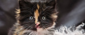 Black, brown and grey kitten with blue eyes looking at the camera