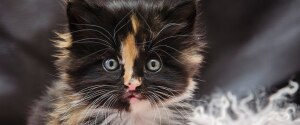 Chaton noir, marron et gris aux yeux bleus regardant la caméra
