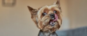 Yorkie léchant ses lèvres