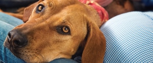 Un chien brun portant sur les genoux de son propriétaire