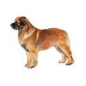 Leonberger dog