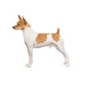 Toy Fox Terrier dog