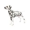 Dalmatian dog