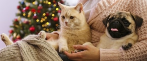 Owner holding cat and dog with Christmas tree in background