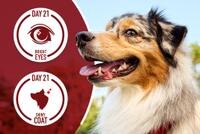 dog looking around