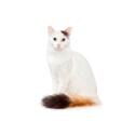 Turkish Van cat
