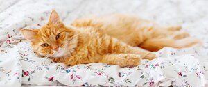 Un chat orange couché dans son lit
