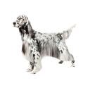 English Setter dog