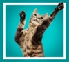 Silly Goose cat reaching up with its paws over a teal background