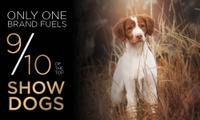 9/10 Of The Top Show Dogs