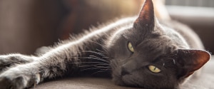 Chat gris regardant la caméra