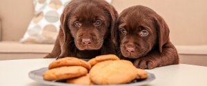 Two brown puppies looking at cookies
