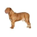 Dogue de Bordeaux dog