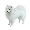 American Eskimo dog