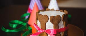 Un gâteau d'anniversaire pour un chien