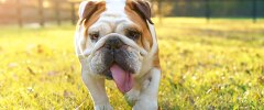 Un bulldog avec sa langue qui sort
