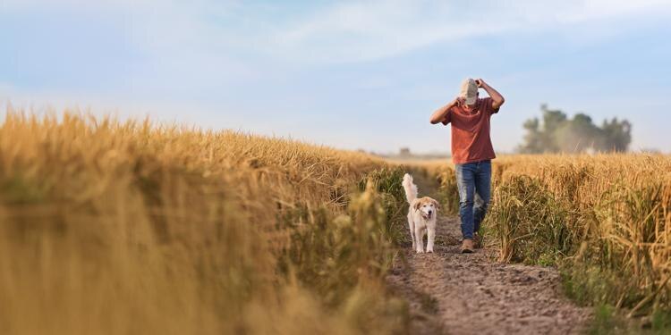 dog and owner walking in a wheat field