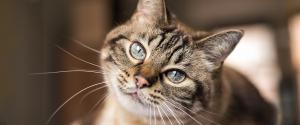 Un chat tigré regardant la caméra
