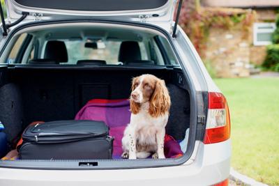 Dog next to luggage in the car