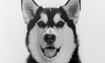 Nanook - 2012 Inductee