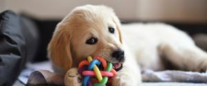 A beige puppy chewing a toy