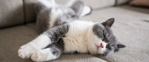 Chat dormant sur un canapé